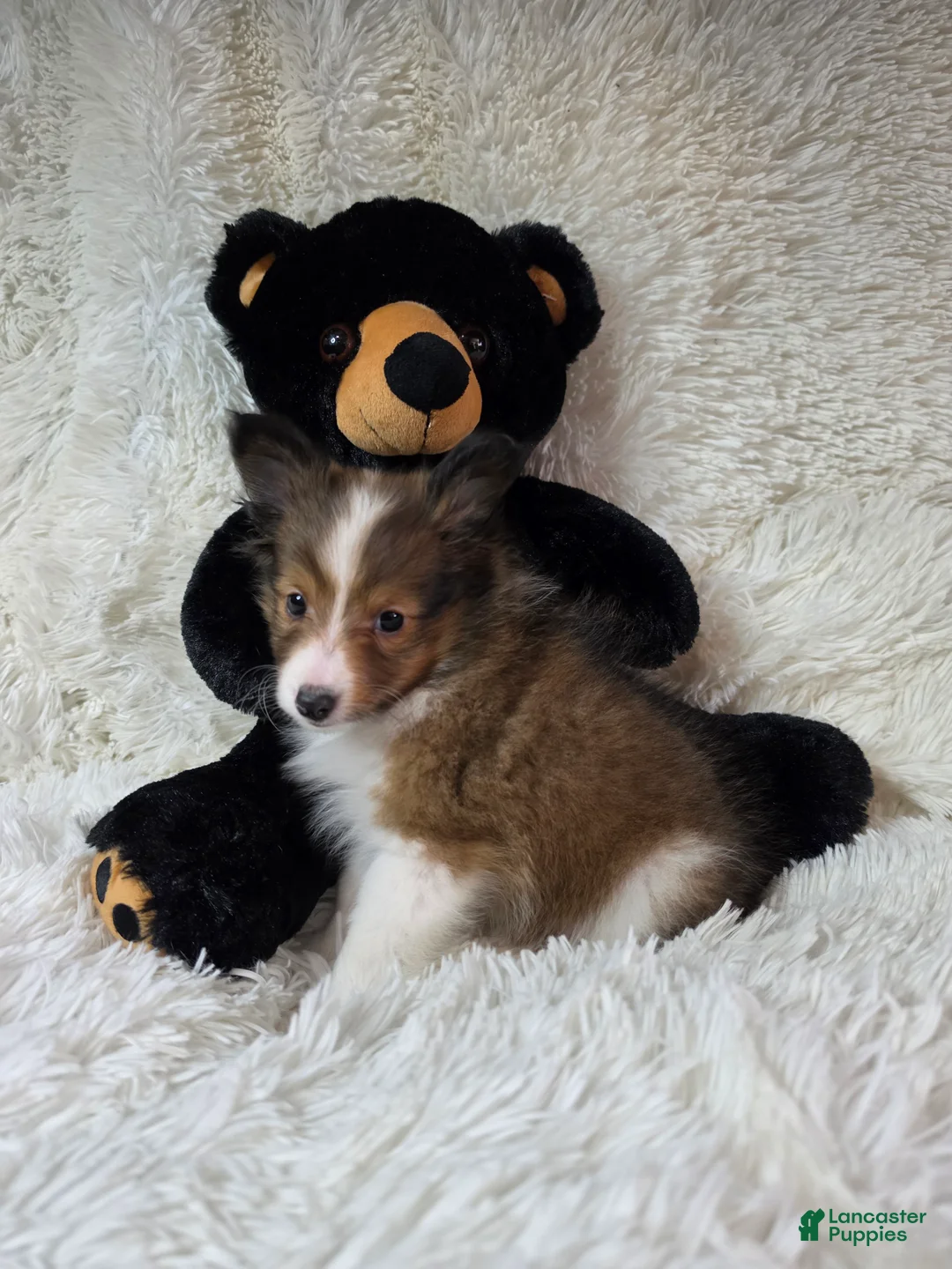 Shetland Sheepdog dogs for sale: Maverick - Ad 7