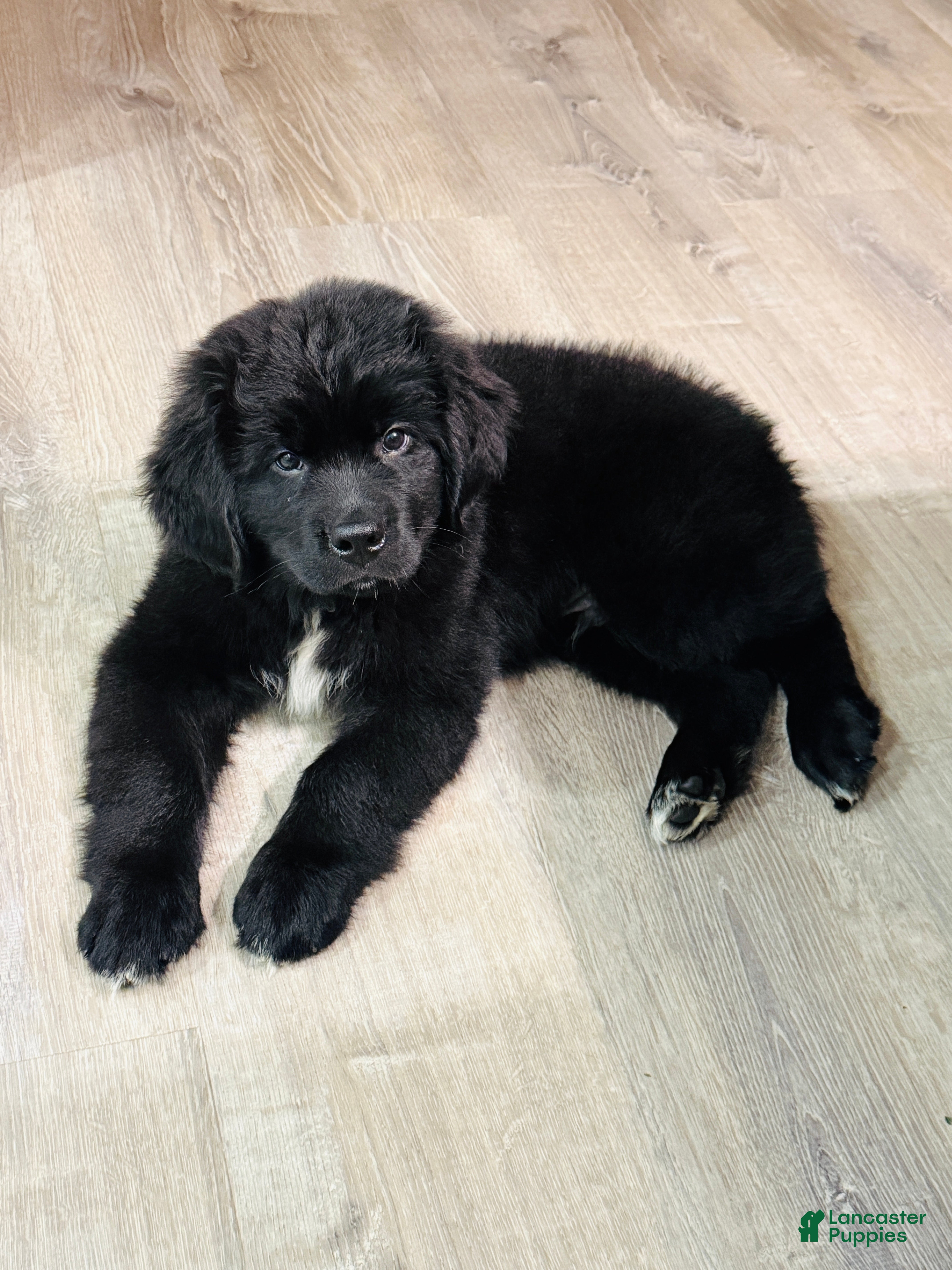Newfoundland