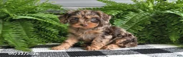 Cavapoo dogs for sale: Violet - Ad 2