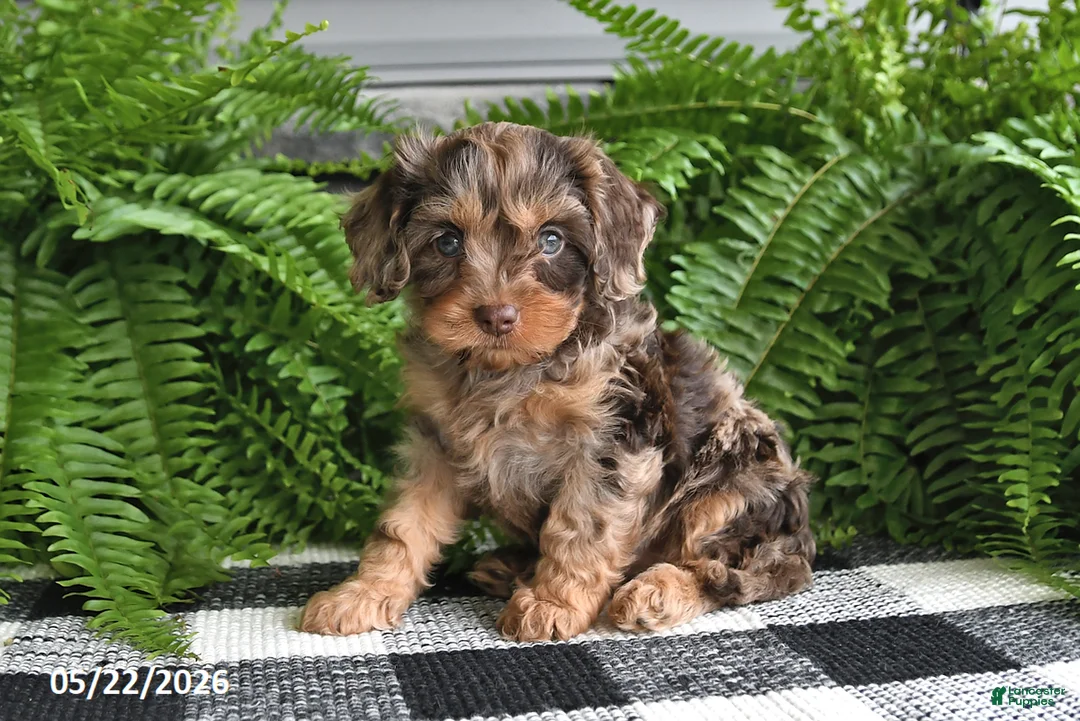 Cavapoo dogs for sale: Violet - Ad 2