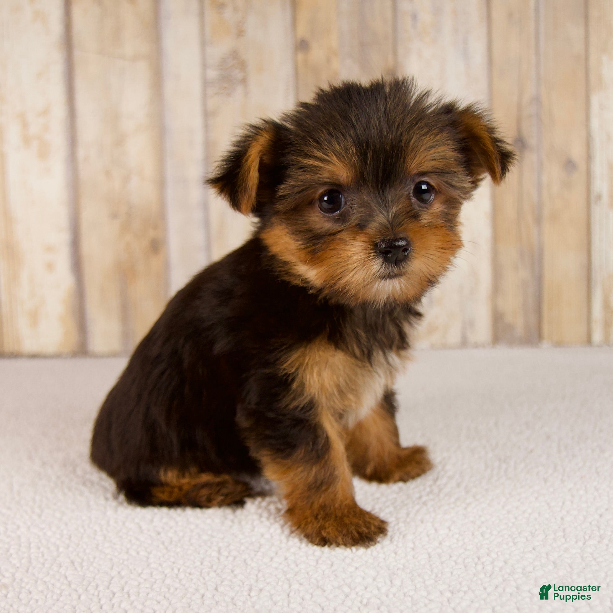 Yorkshire Terrier Puppies for sale in Uniontown, Pennsylvania
