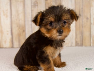 Yorkshire Terrier dogs - Ad 7