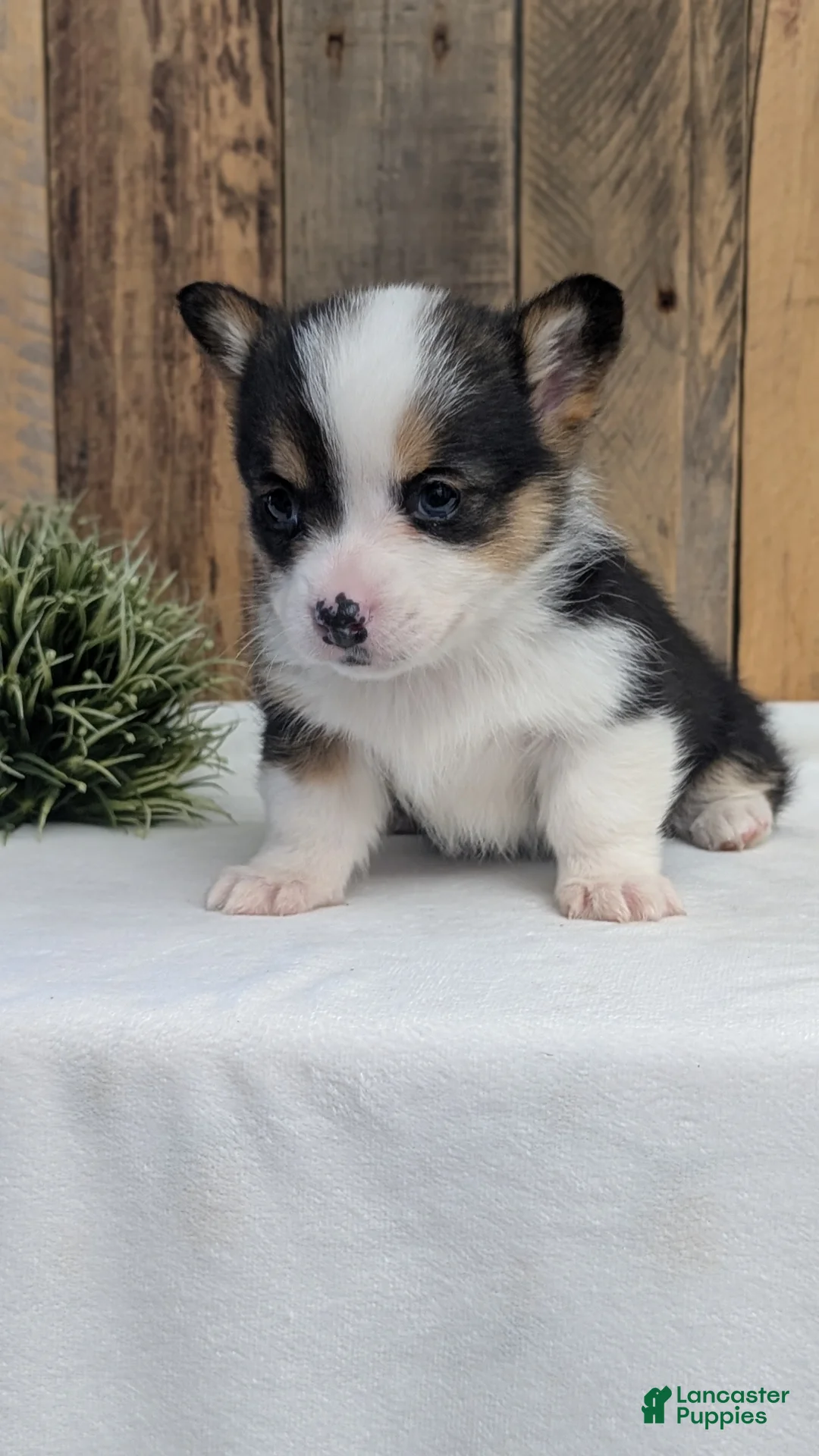 Welsh Corgi Pembroke dogs for sale: Felicity  - Ad 7
