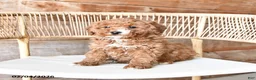 Mini Bernedoodle dogs for sale: Peaches - Ad 4