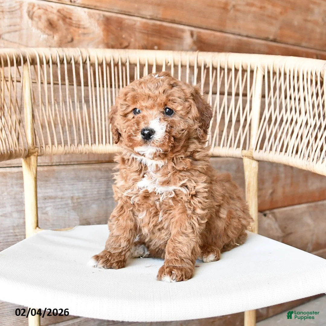 Mini Bernedoodle dogs for sale: Peaches - Ad 4
