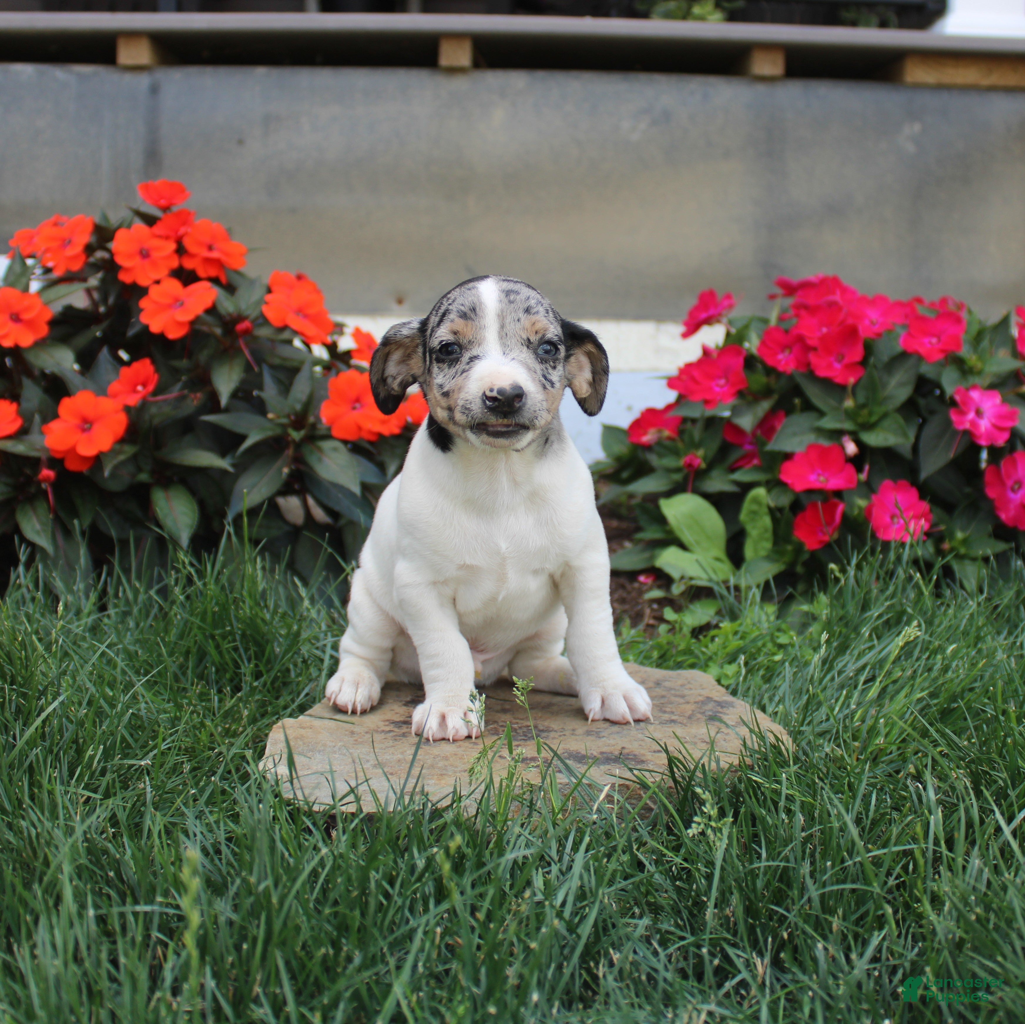Jack Russell Terrier dogs Twila - Ad 11