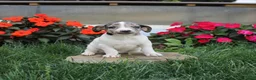 Jack Russell Terrier dogs for sale: Twila - Ad 1