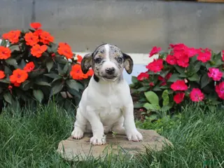 Jack Russell Terrier dogs Twila - Ad 11