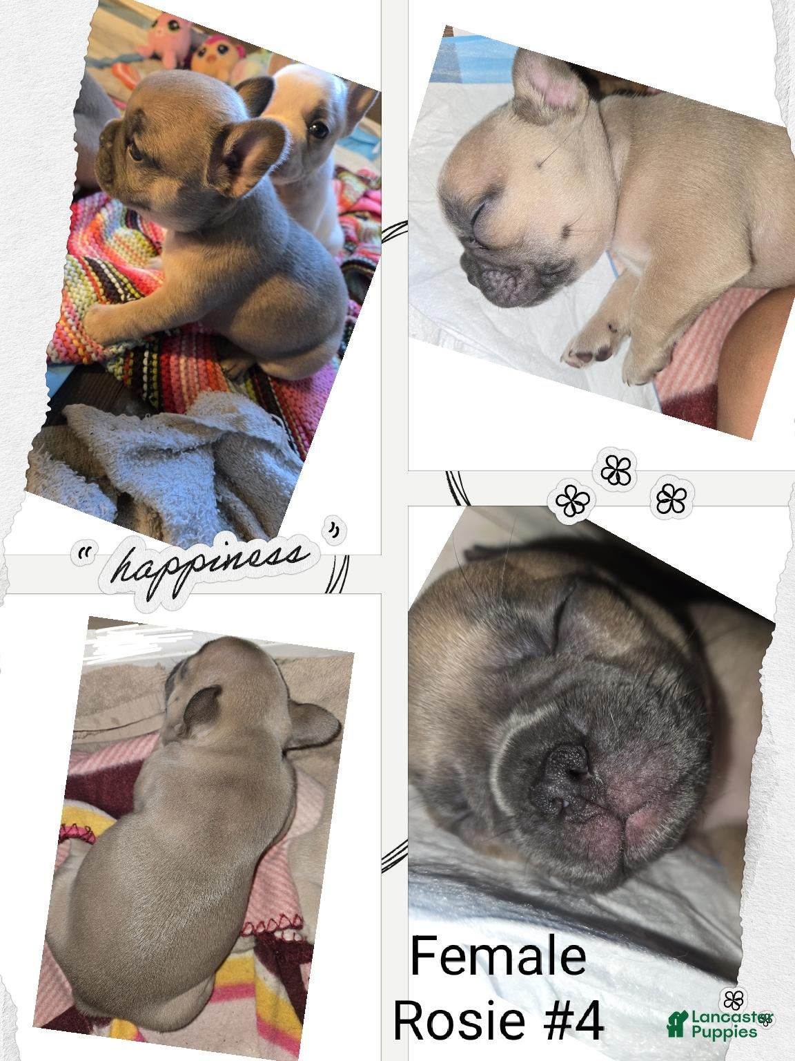 French Bulldog dogs for sale: French Bulldog 4 Rosie  - Ad 4
