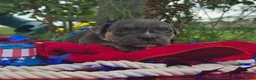 Olde English Bulldogge dogs for sale: Ryder - Ad 6