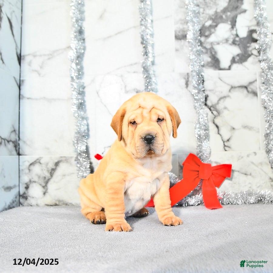 Mini Hippo dogs Oliver - Ad 3