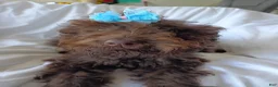 Labradoodle dogs for sale: Jolly - Ad 3