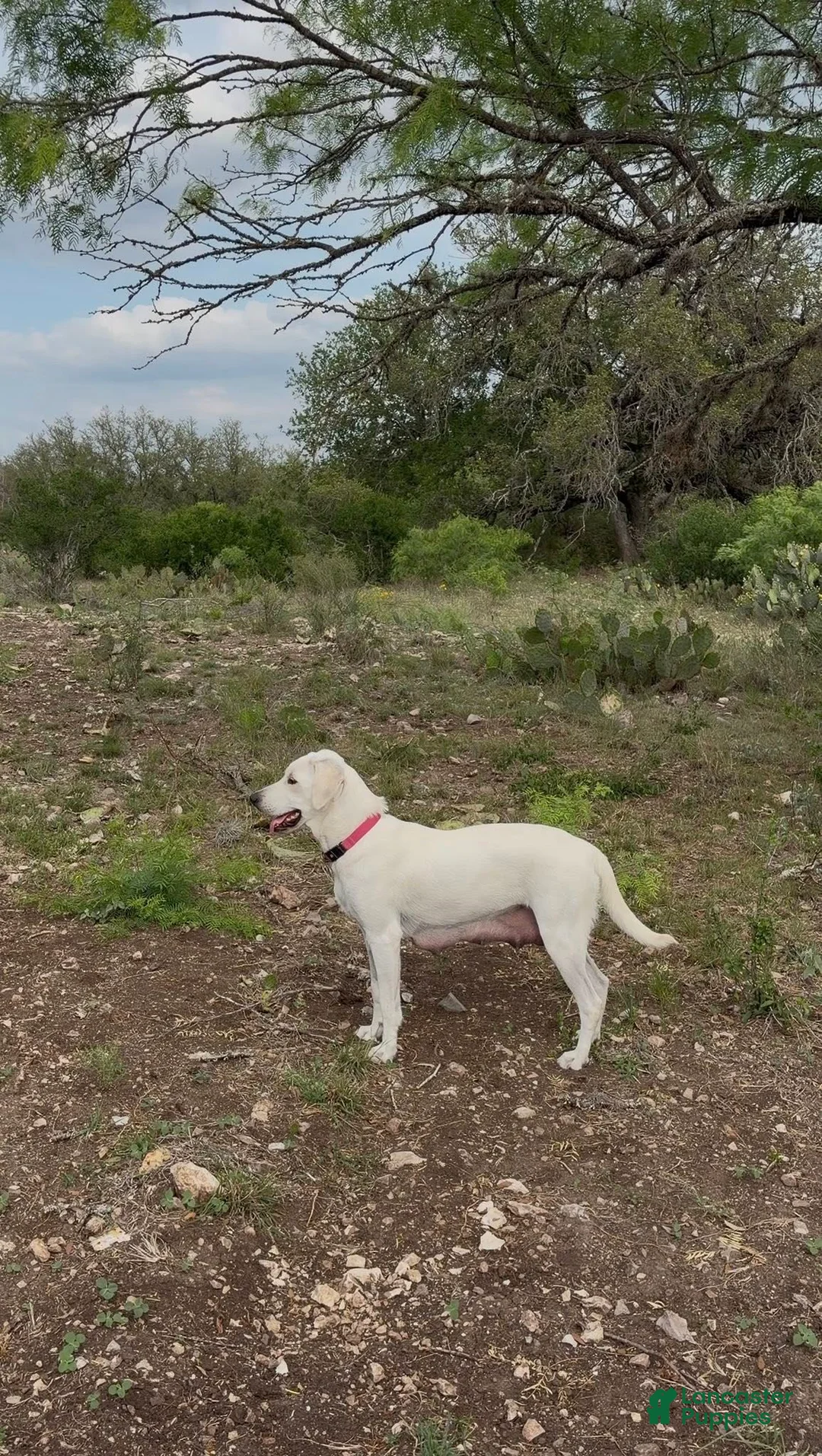 Labrador Retriever dogs for sale: Comet - Ad 2