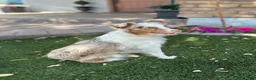 Toy Australian Shepherd dogs for sale: Daisy - Ad 6