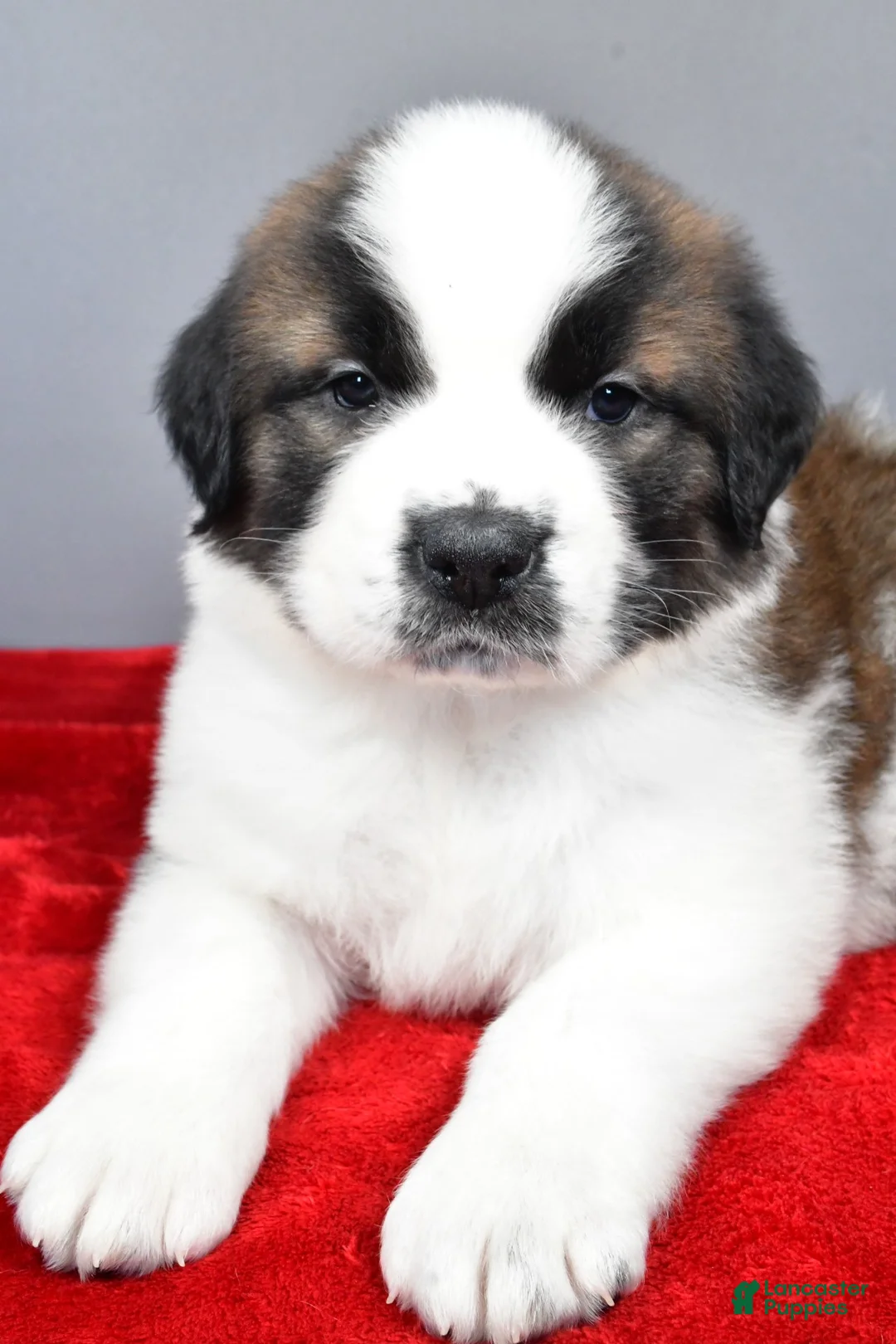Saint Bernard dogs for sale: amber - Ad 4