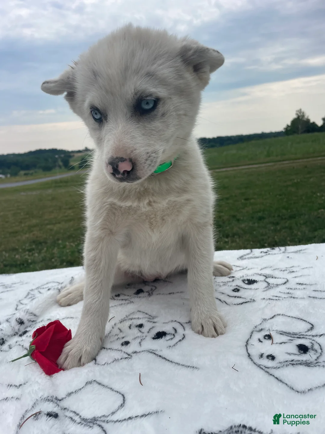 Pomsky dogs for sale: Trudy - Ad 2