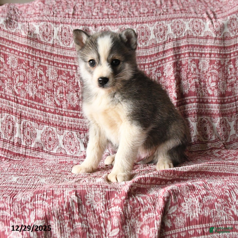 Pomsky dogs Lester - Ad 35