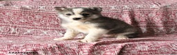 Pomsky dogs for sale: Lester - Ad 1