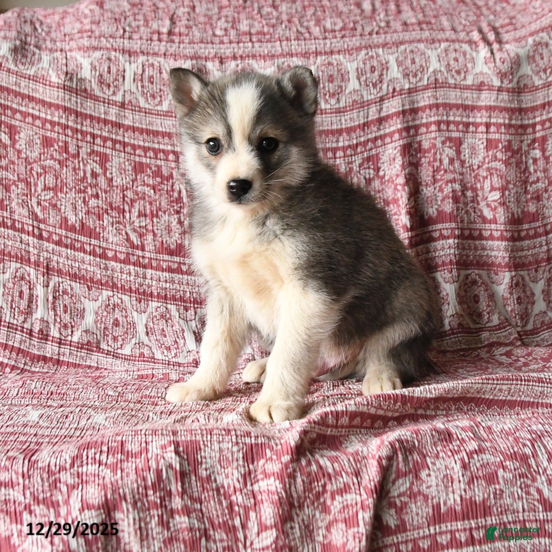 Pomsky dogs for sale: Lester - Ad 1
