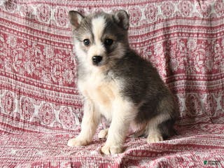 Pomsky dogs Lester - Ad 33
