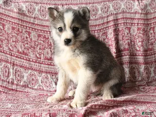 Pomsky dogs Lester - Ad 39