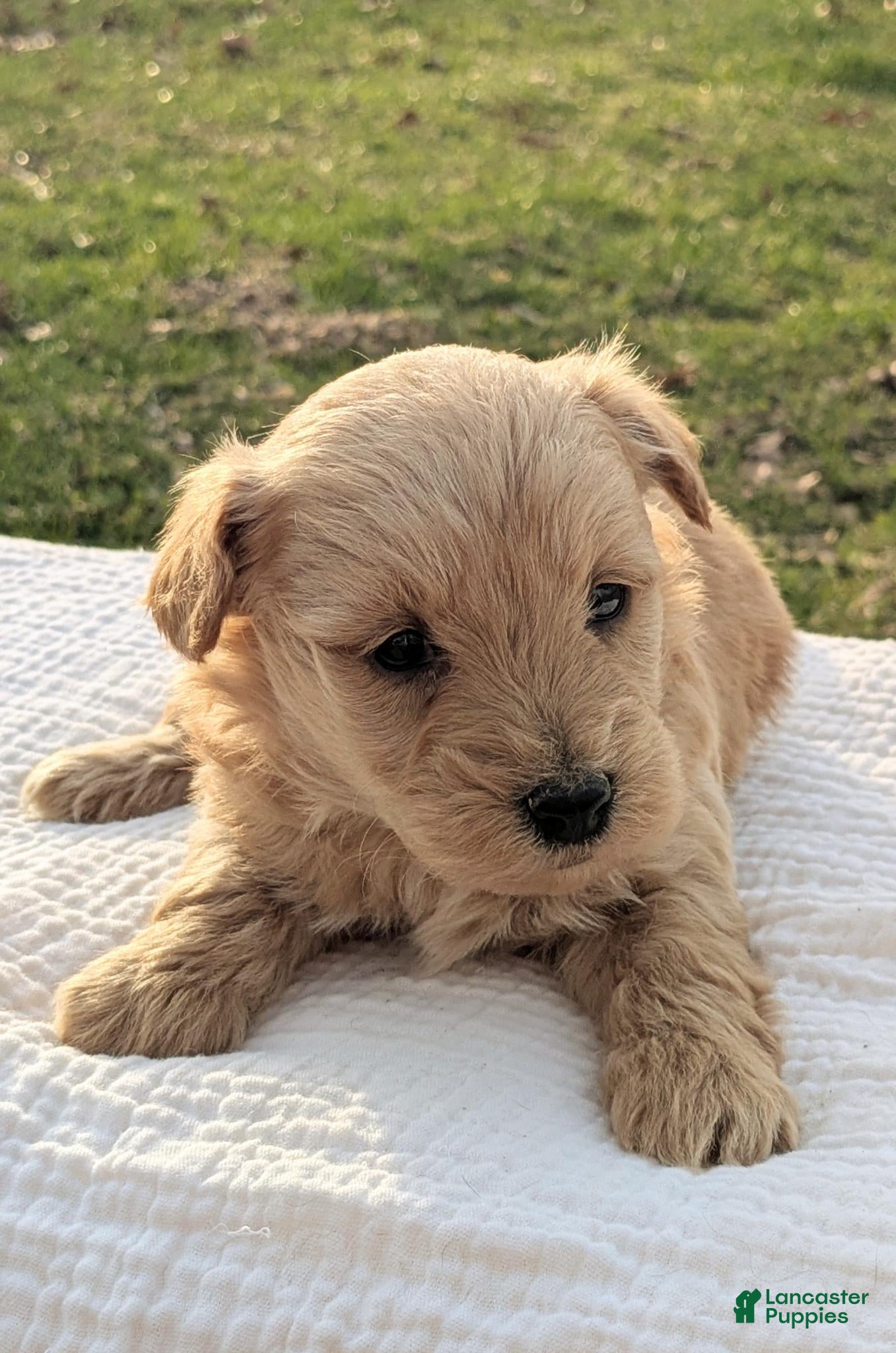 Mixed Breed dogs Hazel - Ad 2