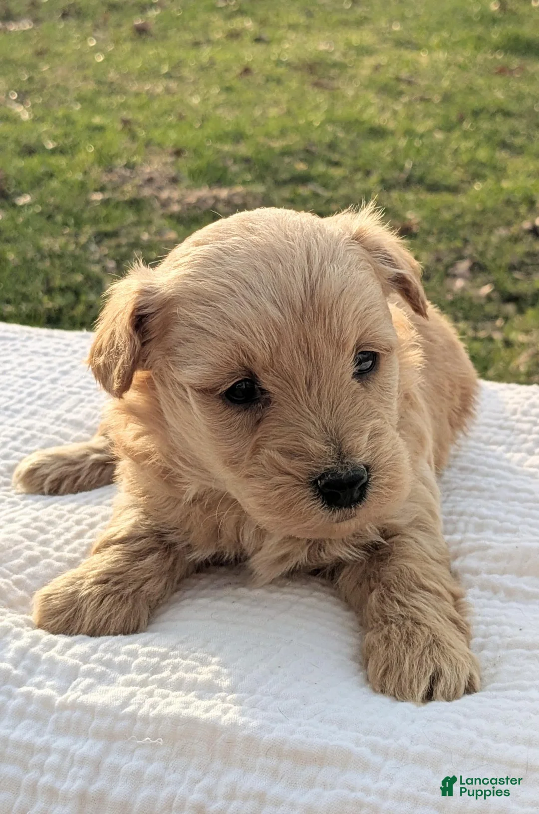 Mixed Breed dogs for sale: Hazel - Ad 2