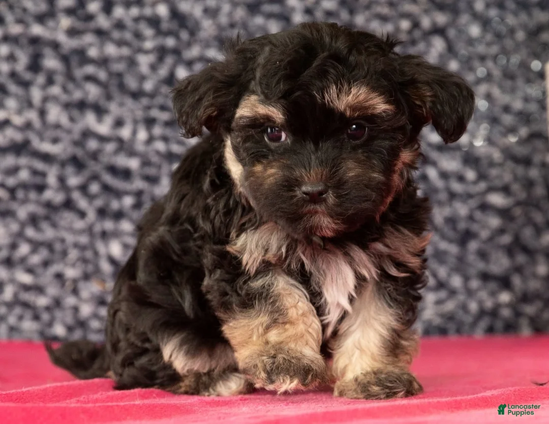 Havapoo dogs for sale: Gina - Ad 4