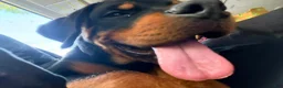 Rottweiler dogs for sale: Rottweiler 1 - Ad 7