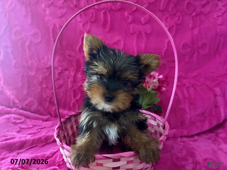 Yorkshire Terrier dogs Chad - Ad 40