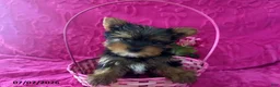 Yorkshire Terrier dogs for sale: Chad - Ad 1