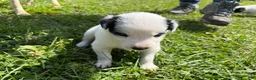 Mixed Breed dogs for sale: Moose  - Ad 4