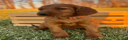 Irish Setter dogs for sale: Archie - Ad 17