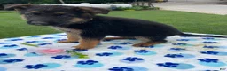 German Shepherd dogs for sale: Tyler - Ad 3