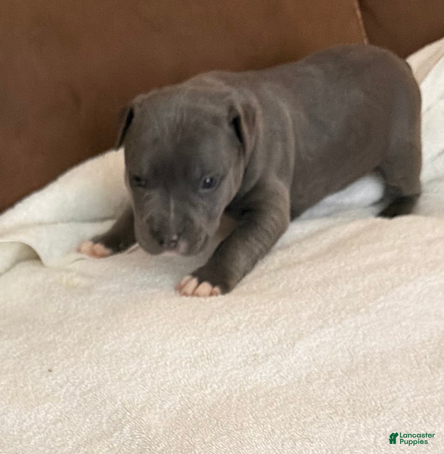 American Bully dogs Dusty - Ad 2