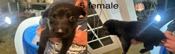 Belgian Malinois dogs for sale: Belgian Malinois 5 - Ad 1