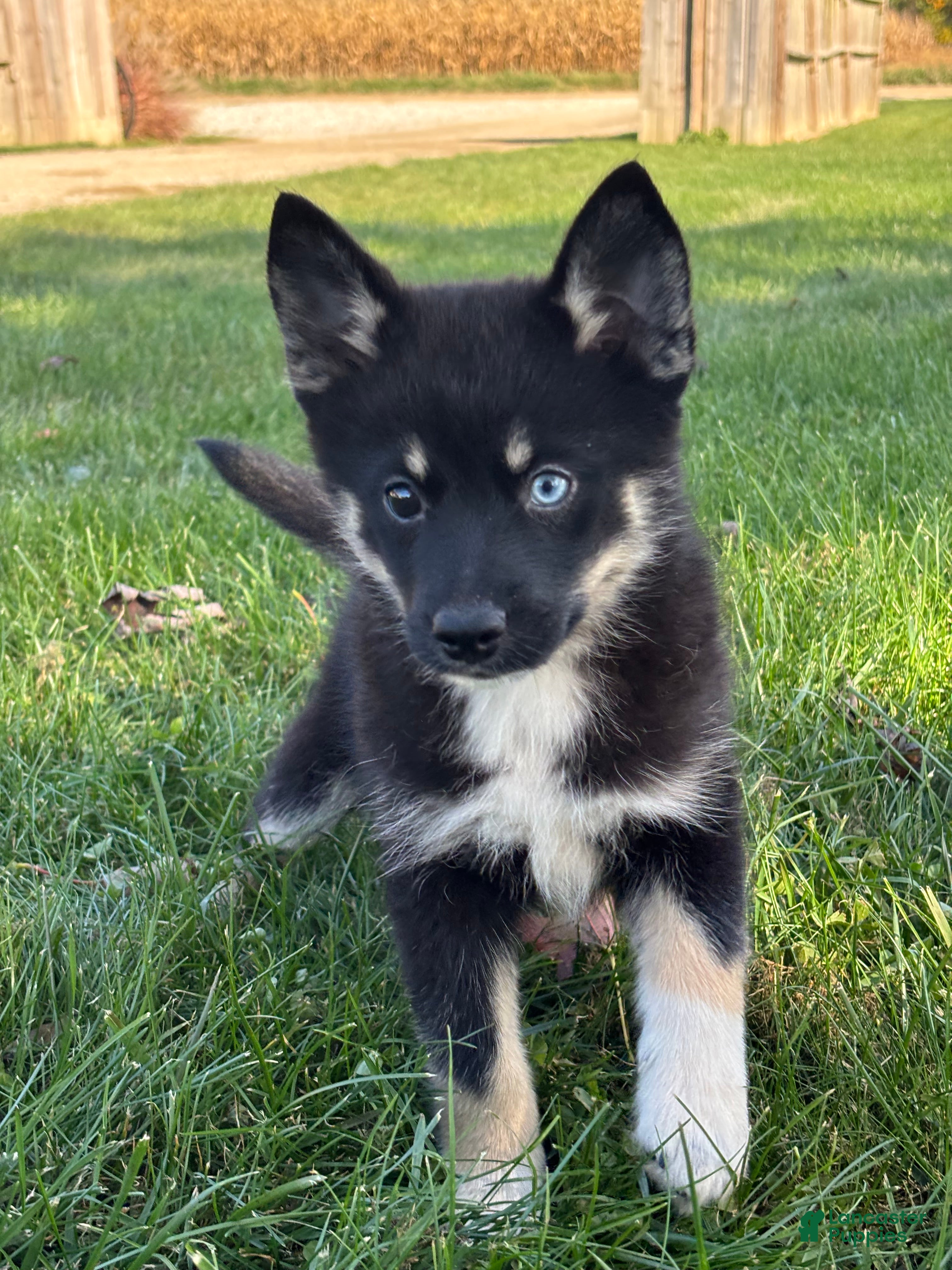 Pomsky dogs for sale: Ezra - Ad 2