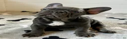 French Bulldog dogs for sale: Rex - Ad 4