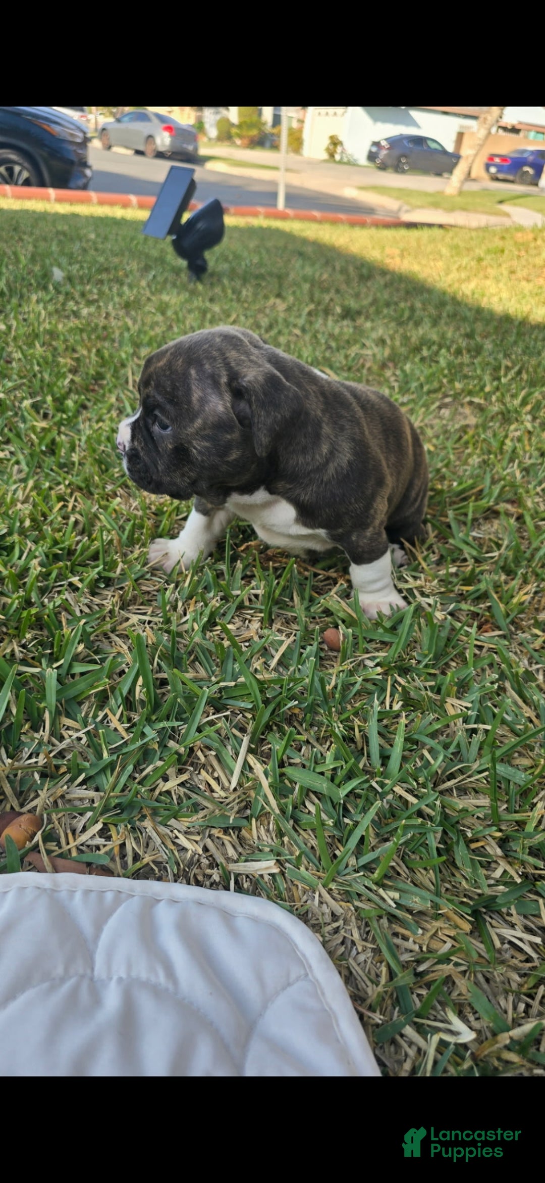 American Bully dogs for sale: Boots - Ad 2