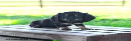 Miniature Dachshund dogs for sale: Shayla - Ad 2