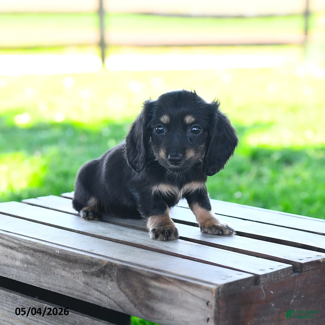 Miniature Dachshund dogs for sale: Shayla - Ad 2