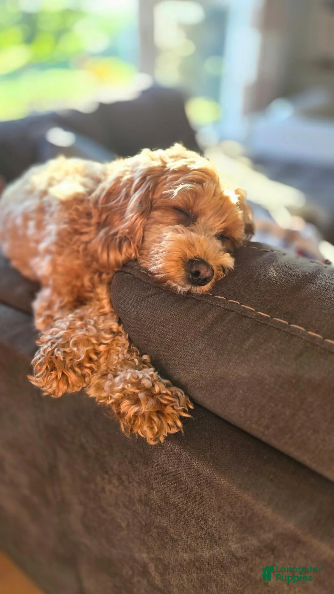 Cavapoo dogs for sale: Belle - Ad 13