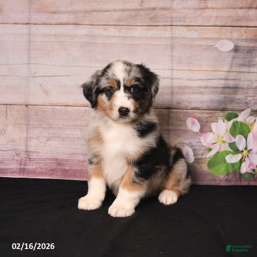 Miniature Australian Shepherd dogs Trip - Ad 2