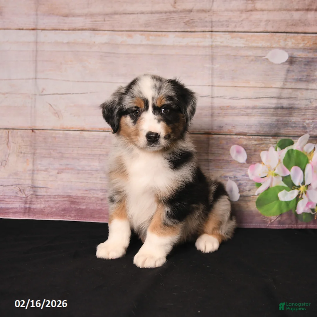 Miniature Australian Shepherd dogs for sale: Trip - Ad 2