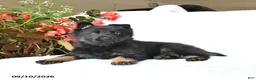 German Shepherd dogs for sale: Magnum - Ad 4
