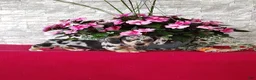 Miniature Dachshund dogs for sale: Kendall - Ad 4