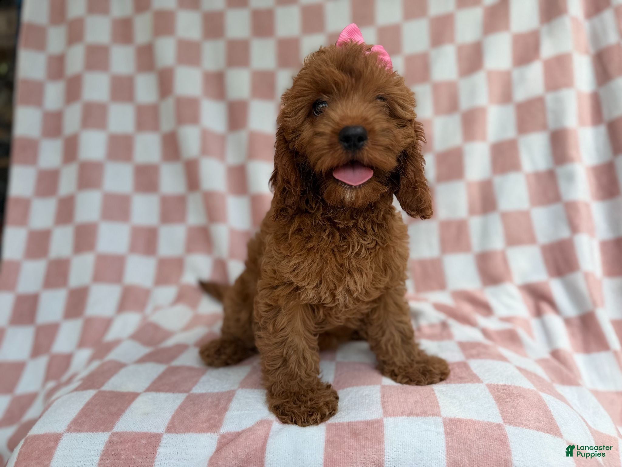 Cavapoo dogs Reba - Ad 9