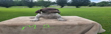 German Shorthaired Pointer 2