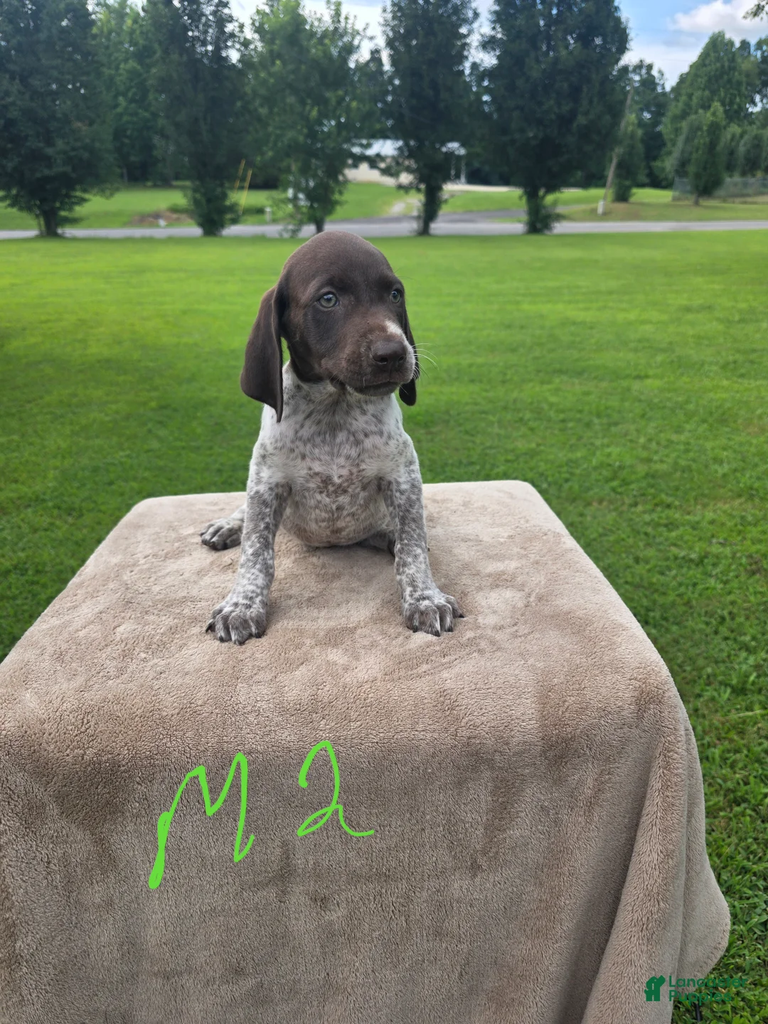 German Shorthaired Pointer dogs for sale: German Shorthaired Pointer 2 - Ad 1