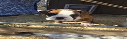 Boxer dogs for sale: Buddy - Ad 12